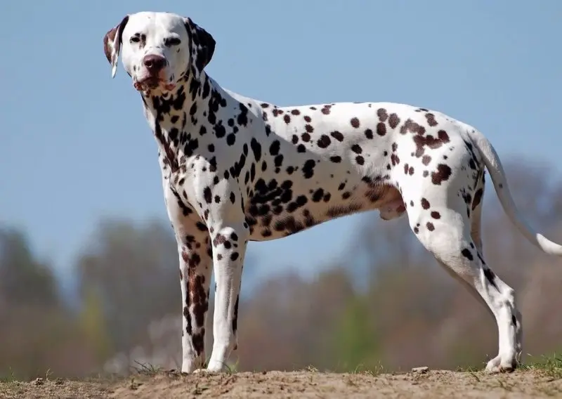 Ảnh Chó Dalmatian (Chó Đốm) 4