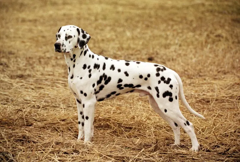 Chó Dalmatian màu đốm đen