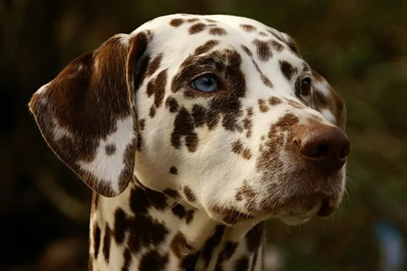 Chó Dalmatian màu đốm nâu