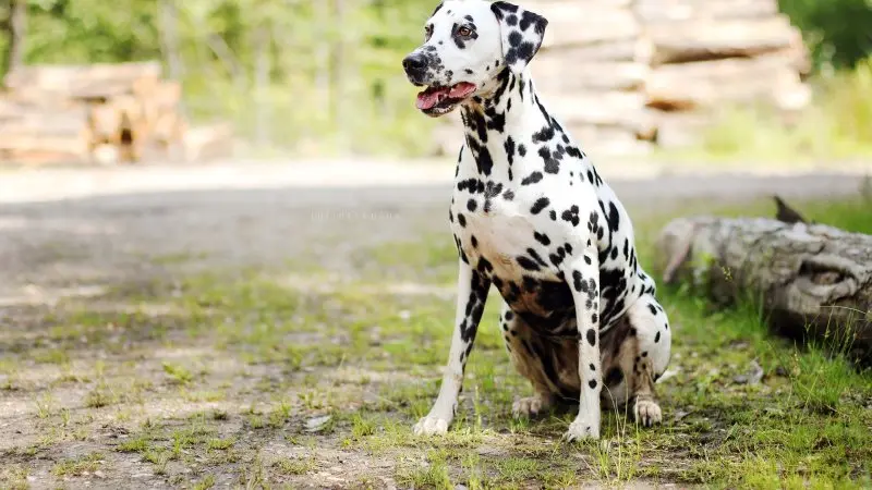 Ảnh Chó Dalmatian (Chó Đốm) 6