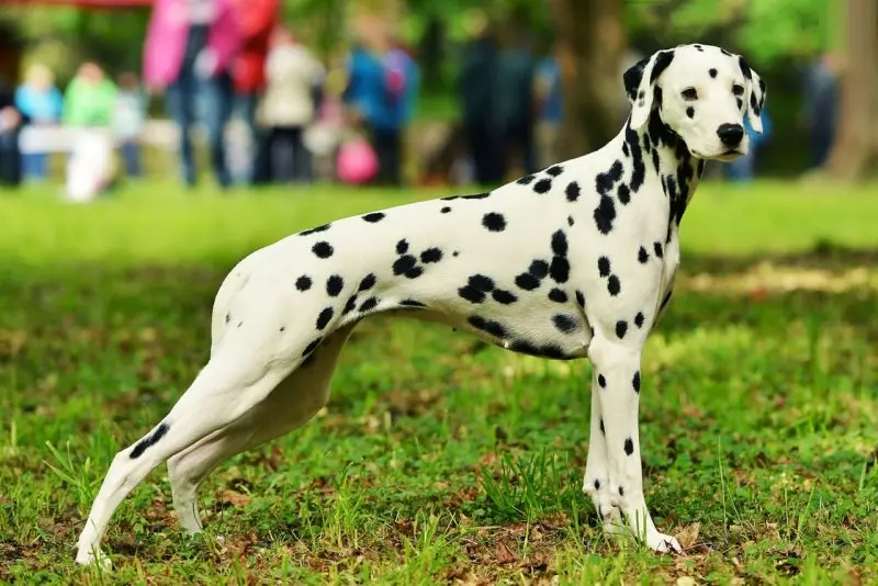 Ảnh Chó Dalmatian (Chó Đốm) 10