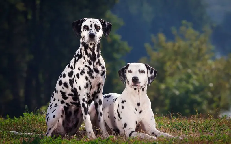 Phân loại chó Dalmatian