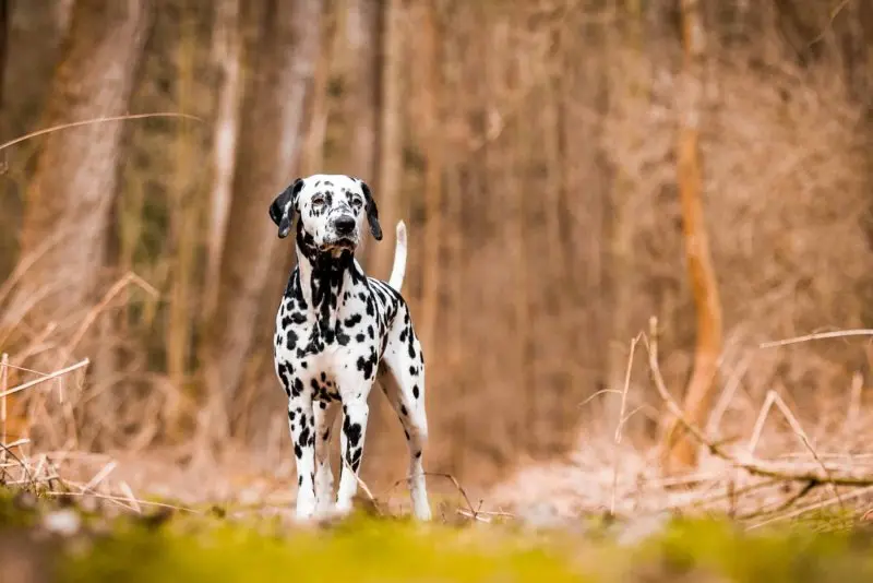 Ảnh Chó Dalmatian (Chó Đốm) 16