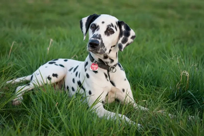 Ảnh Chó Dalmatian (Chó Đốm) 17