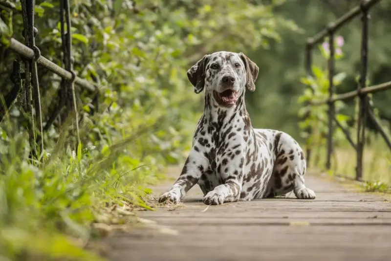 Ảnh Chó Dalmatian (Chó Đốm) 20