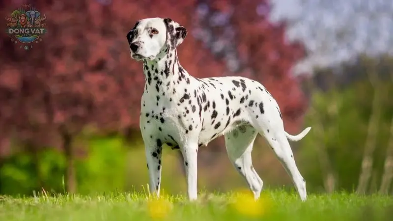 Chó Dalmatian có giá bao nhiêu? Bí quyết nuôi chó Dalmatian