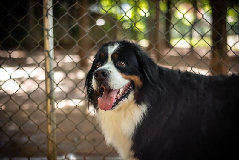 Đặc điểm của chó Entlebucher Mountain Dog 1