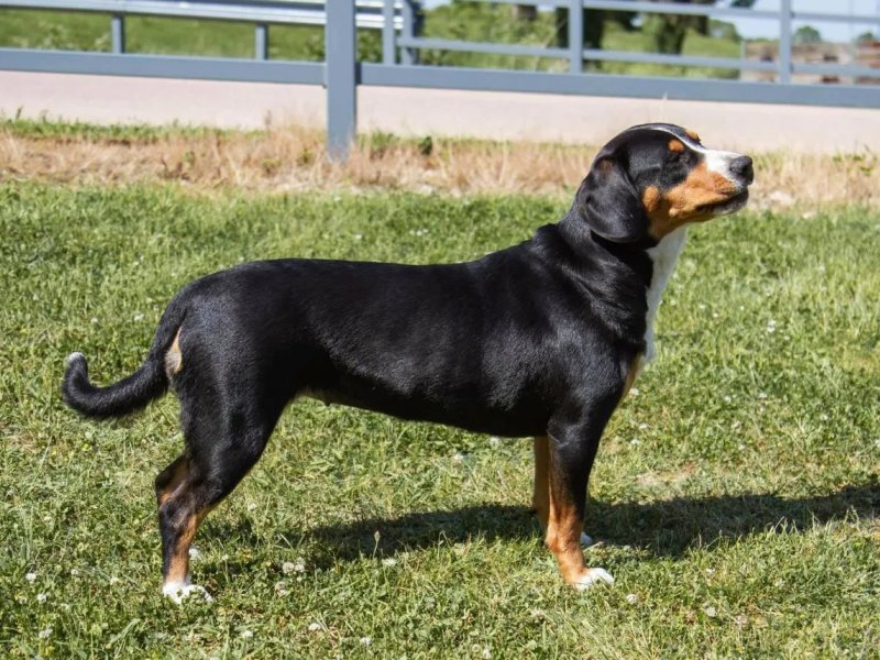 Cách chăm sóc chó Entlebucher Mountain Dog 1