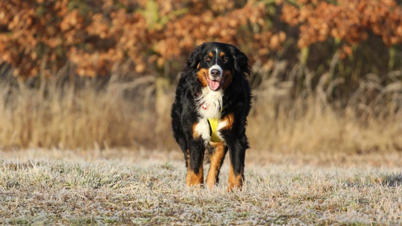 Tuổi thọ và sức khỏe của chó Entlebucher Mountain Dog