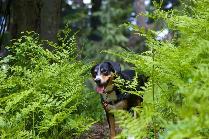 Cách chăm sóc chó Entlebucher Mountain Dog 3