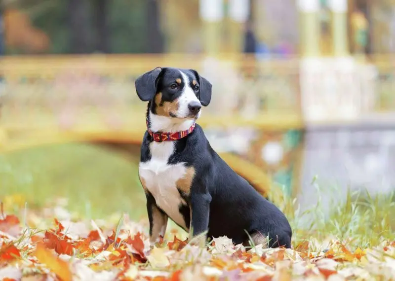 Giá bán chó Entlebucher Mountain Dog