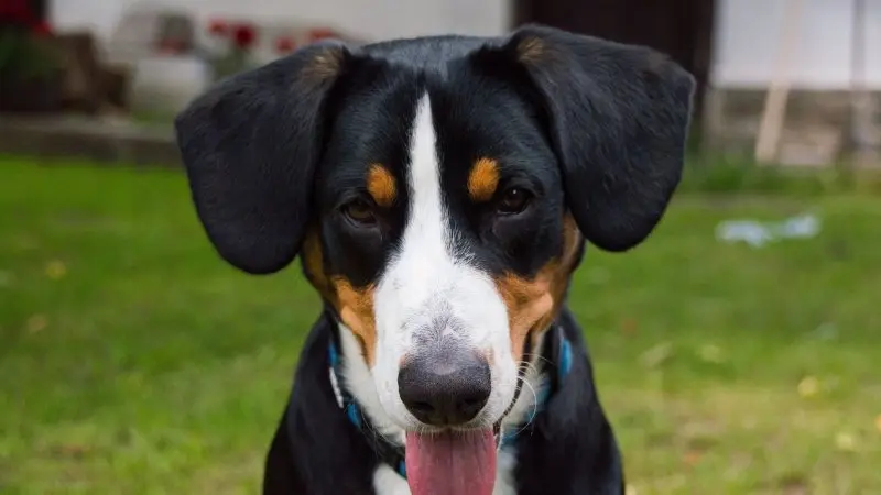 Hình ảnh chó Entlebucher Mountain Dog 1