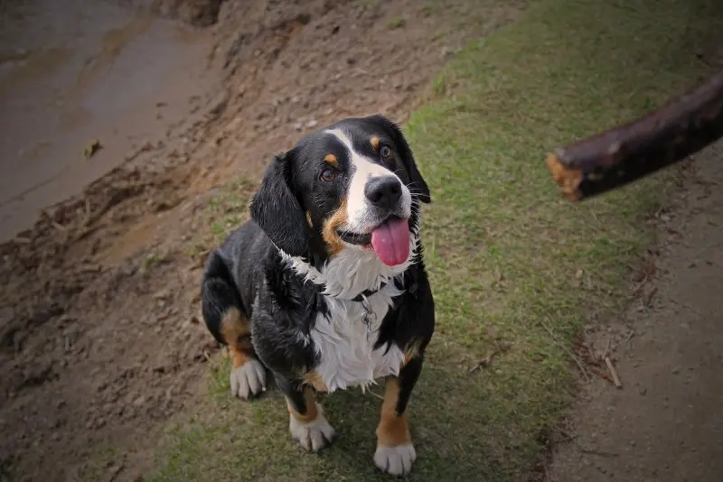 Hình ảnh chó Entlebucher Mountain Dog 2