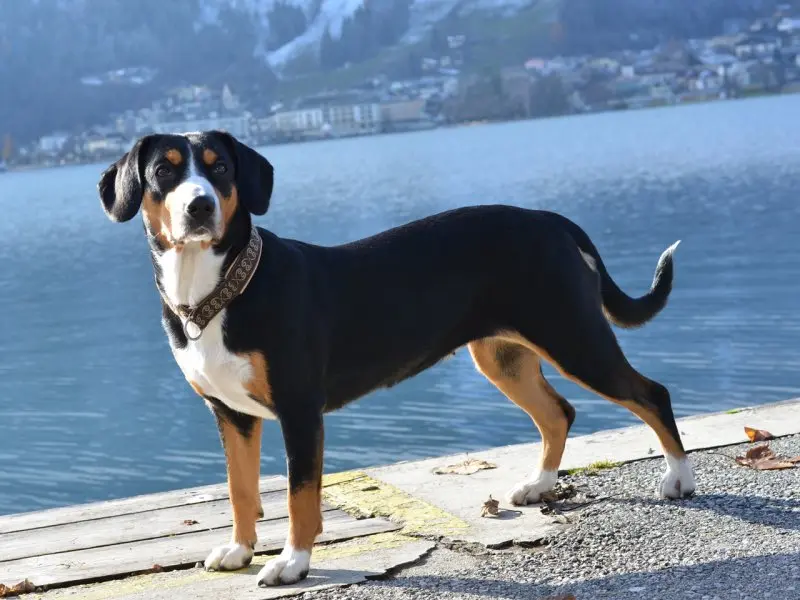 Hình ảnh chó Entlebucher Mountain Dog 3