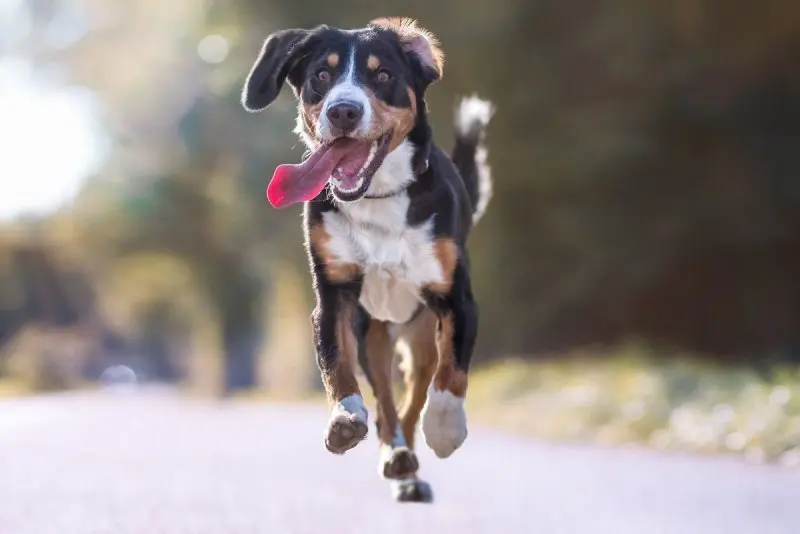 Hình ảnh chó Entlebucher Mountain Dog 4