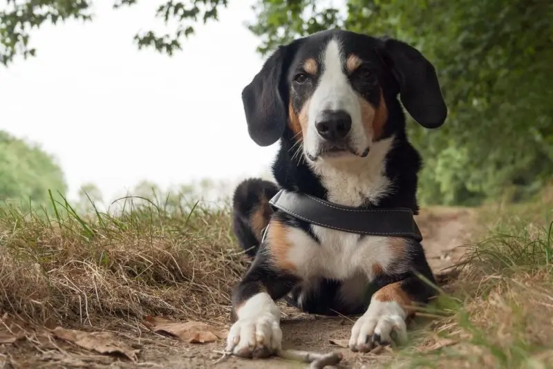 Hình ảnh chó Entlebucher Mountain Dog 5