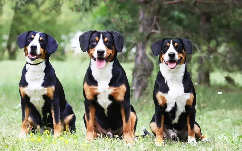 Hình ảnh chó Entlebucher Mountain Dog 6