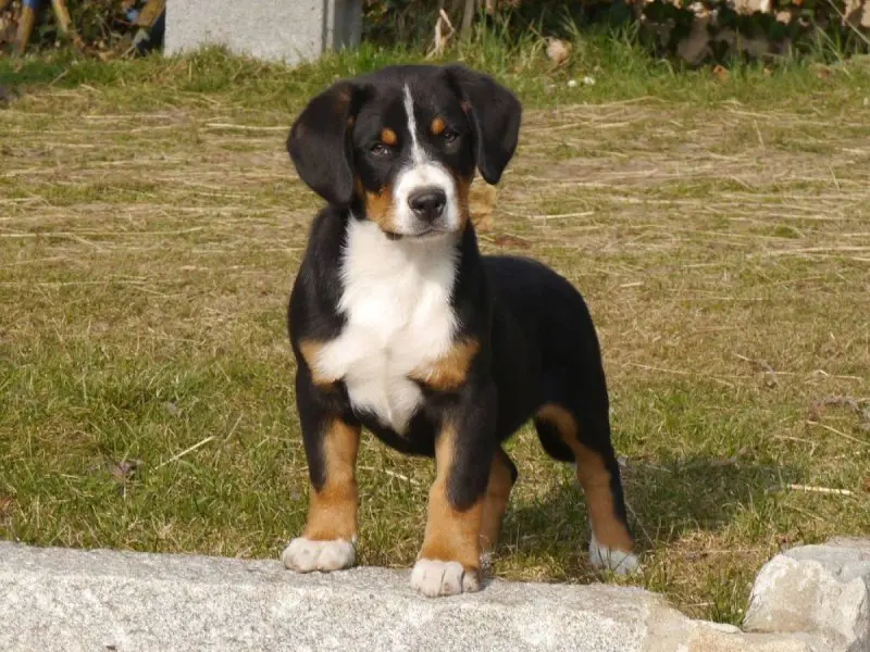 Hình ảnh chó Entlebucher Mountain Dog 7