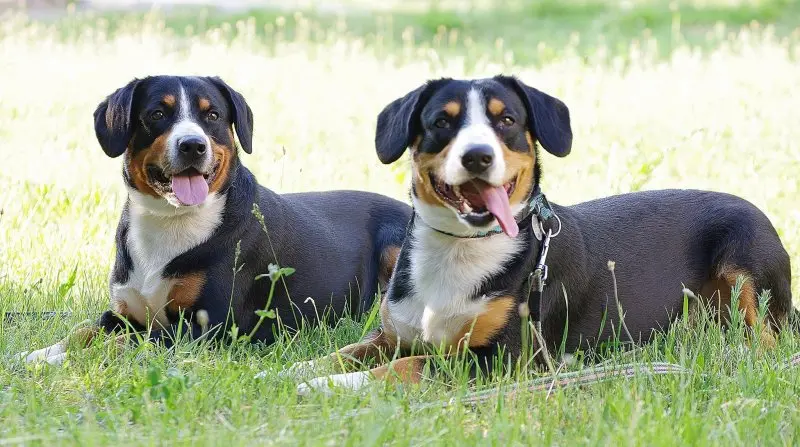 Hình ảnh chó Entlebucher Mountain Dog 8