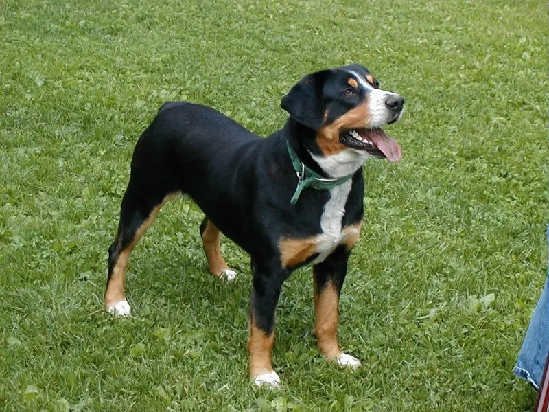 Hình ảnh chó Entlebucher Mountain Dog 9