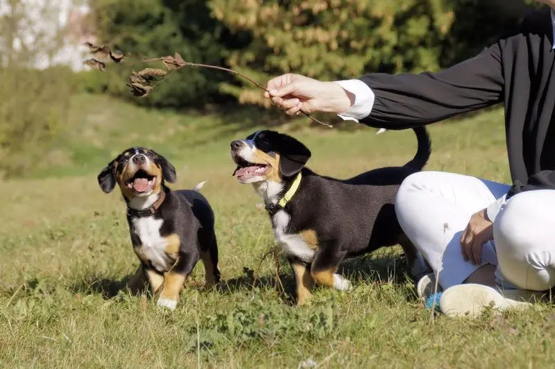 Hình ảnh chó Entlebucher Mountain Dog 10