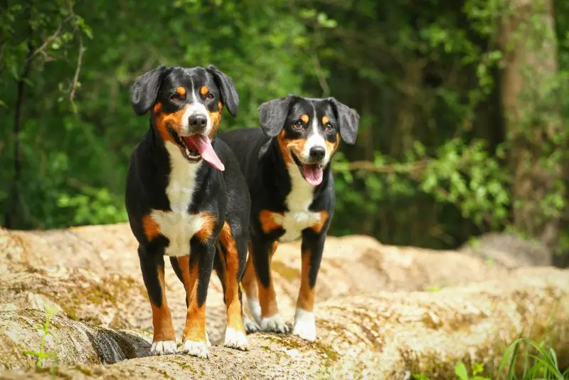 Hình ảnh chó Entlebucher Mountain Dog 12