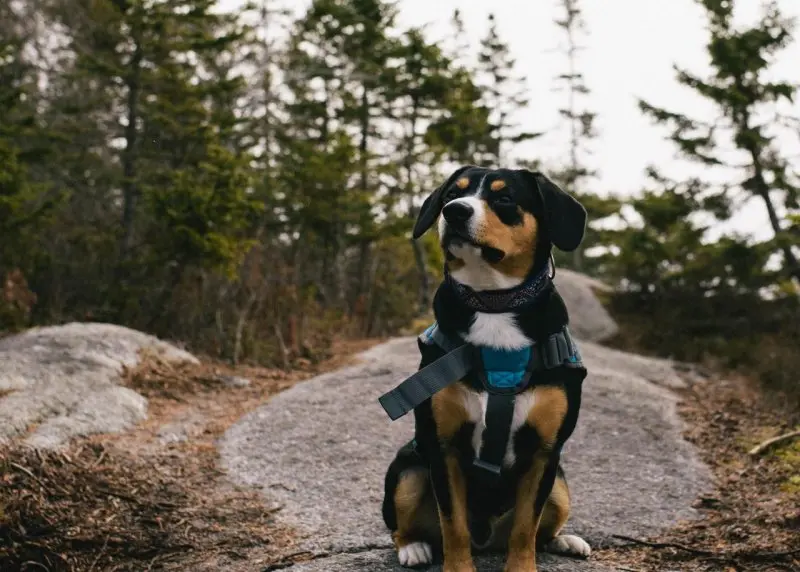 Hình ảnh chó Entlebucher Mountain Dog 13