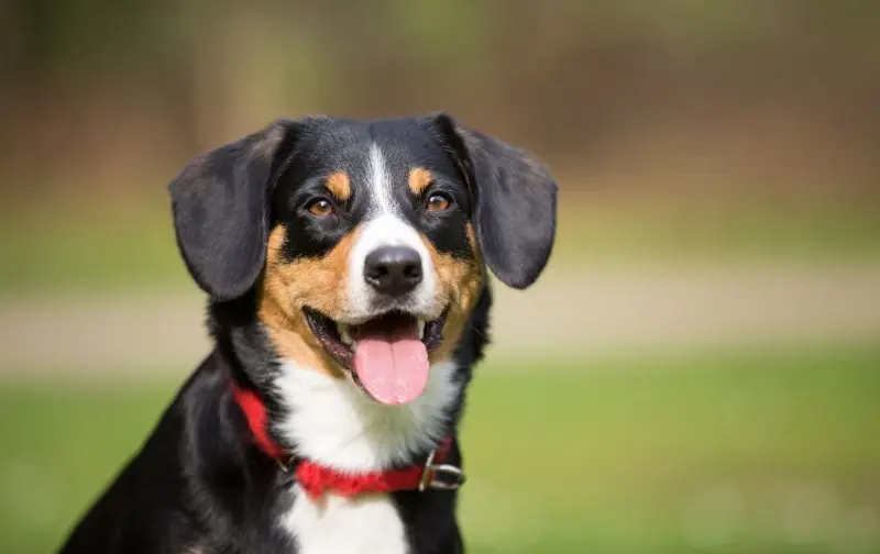 Hình ảnh chó Entlebucher Mountain Dog 14