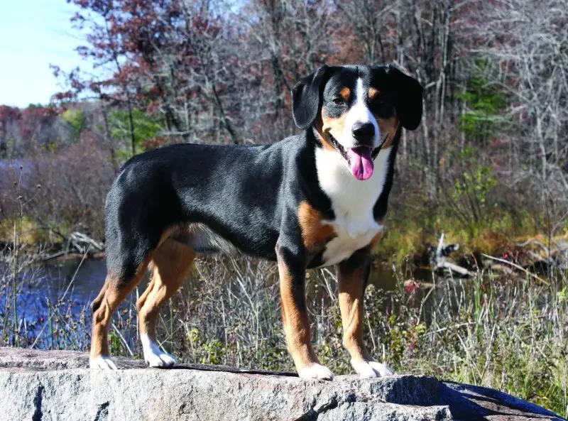 Hình ảnh chó Entlebucher Mountain Dog 15