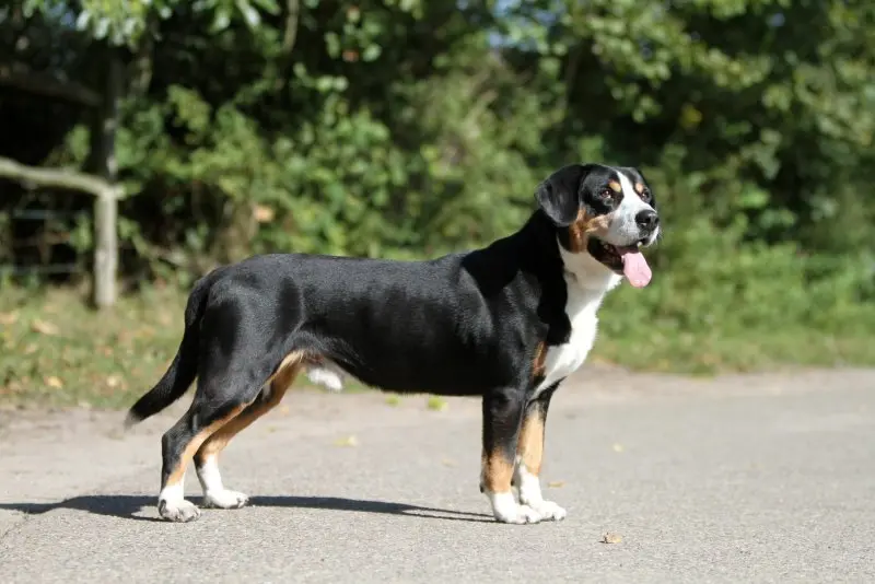 Hình ảnh chó Entlebucher Mountain Dog 17