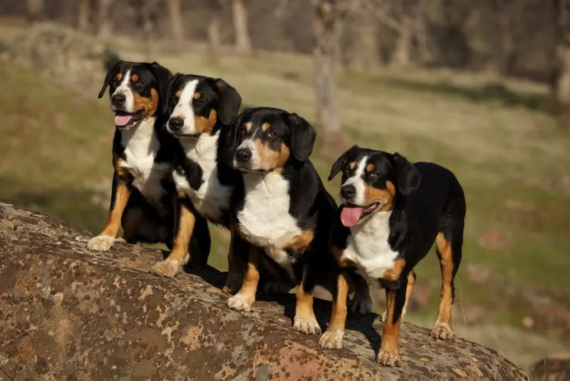 Hình ảnh chó Entlebucher Mountain Dog 18