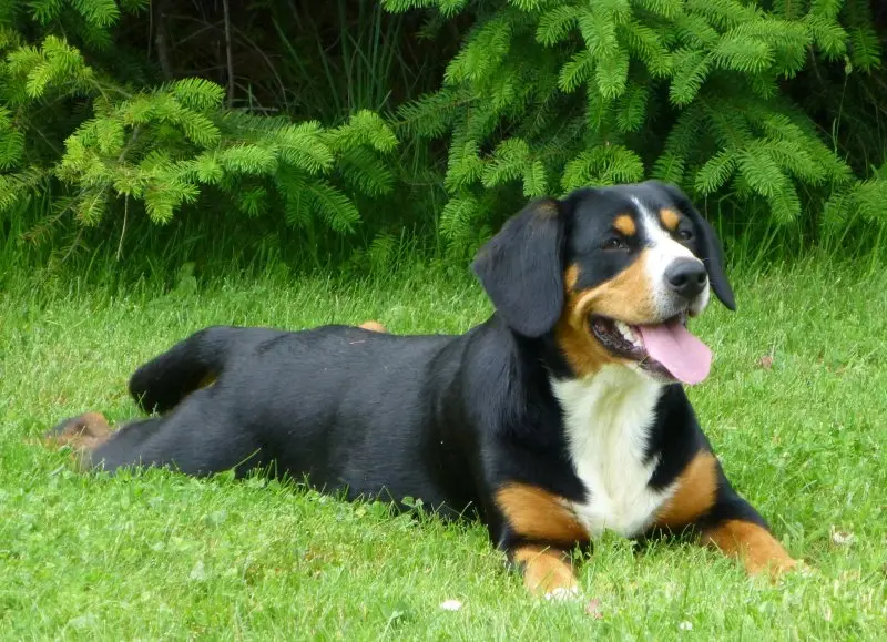 Hình ảnh chó Entlebucher Mountain Dog 19