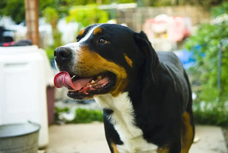 Hình ảnh chó Entlebucher Mountain Dog 20