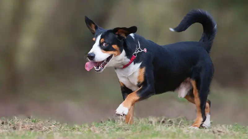 Hình ảnh chó Entlebucher Mountain Dog 21