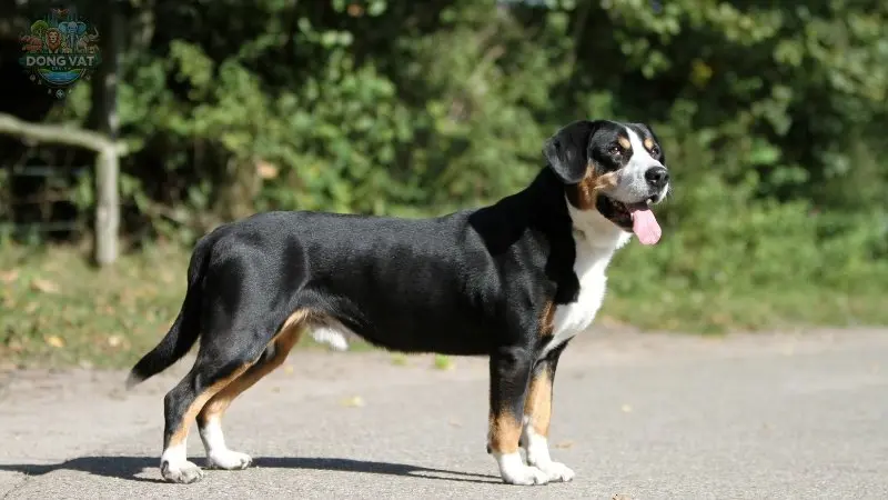 Nguồn gốc của chó Entlebucher Mountain Dog