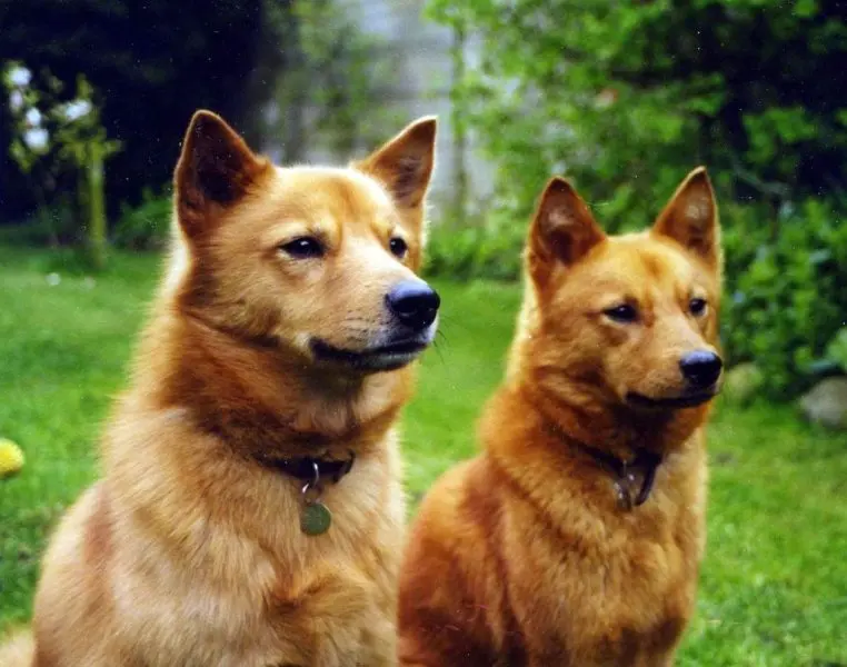 Hình ảnh chó Finnish Spitz 16