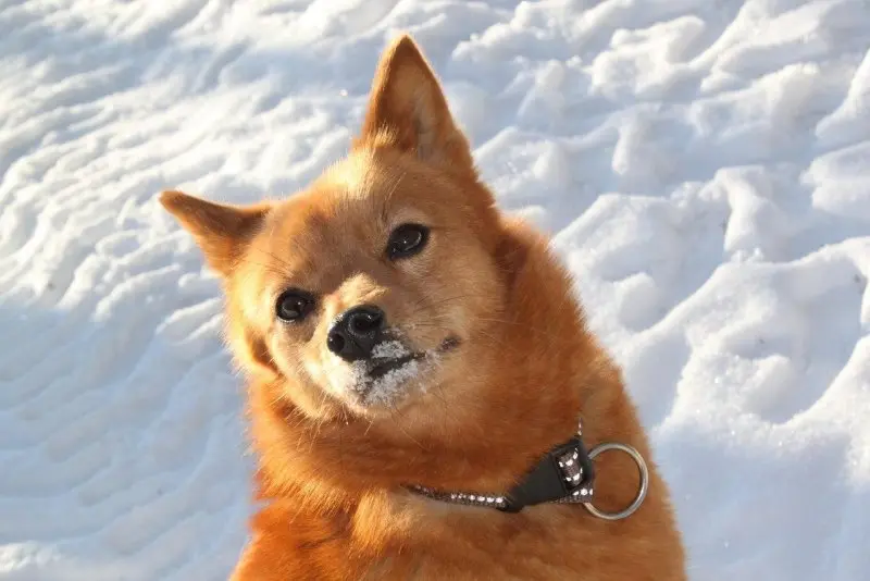 Hình ảnh chó Finnish Spitz 14