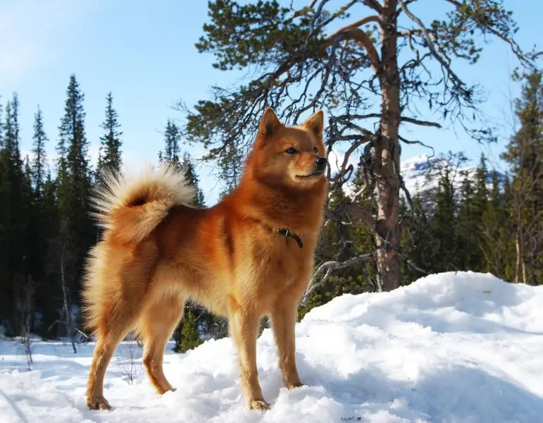 Hình ảnh chó Finnish Spitz 12