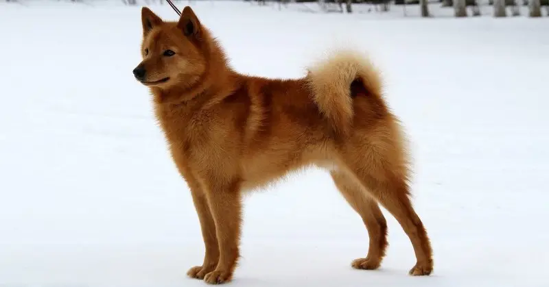 Hình ảnh chó Finnish Spitz 11