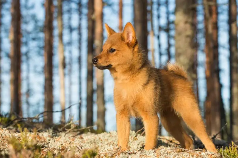 Hình ảnh chó Finnish Spitz 10