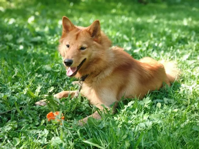 Hình ảnh chó Finnish Spitz 9