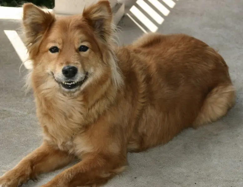 Hình ảnh chó Finnish Spitz 8