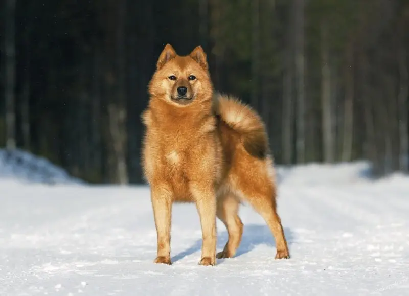 Hình ảnh chó Finnish Spitz 7