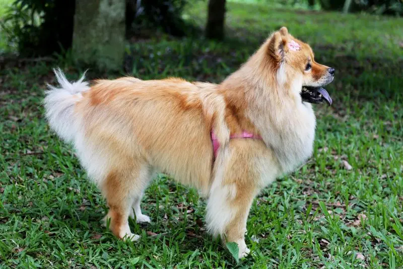 Hình ảnh chó Finnish Spitz 5