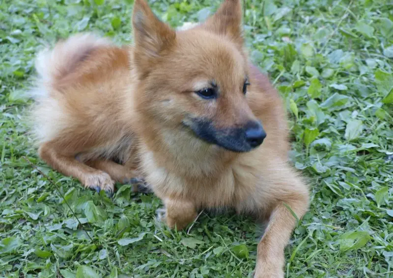 Hình ảnh chó Finnish Spitz 3