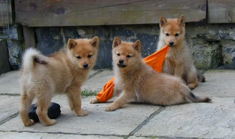 Hình ảnh chó Finnish Spitz 1