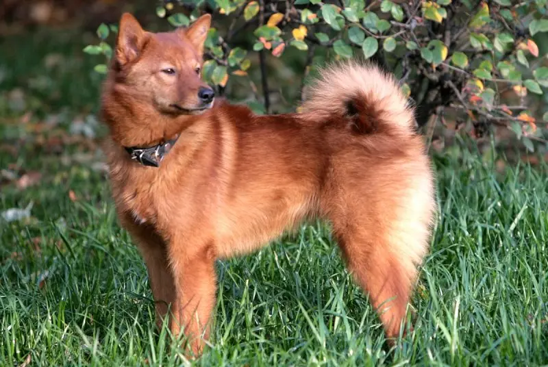 Giá bán chó Finnish Spitz