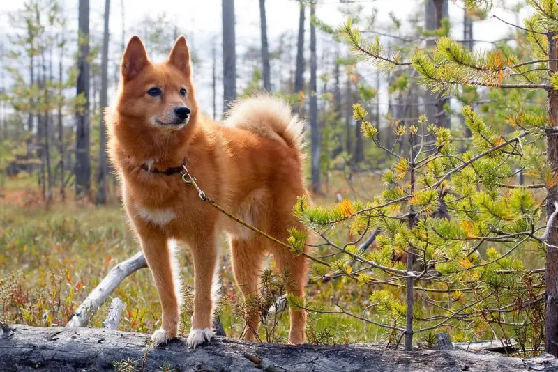 Cách chăm sóc chó Finnish Spitz 