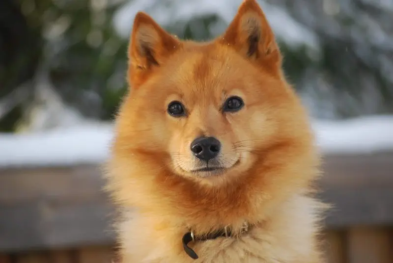 Tuổi thọ và sức khỏe của chó Finnish Spitz