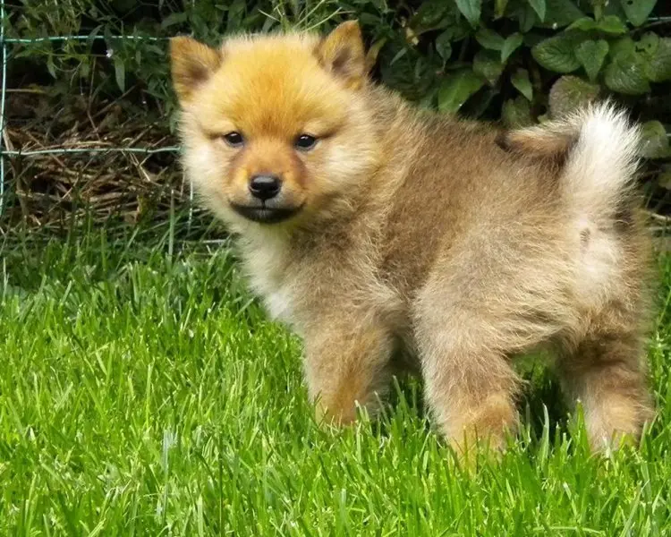 Đặc điểm của chó Finnish Spitz 1